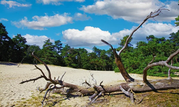 Scenic Dutch Landscape Dead Dry Tree Trunk Quick Sand Dune — Foto de Stock