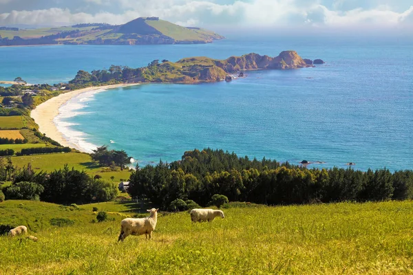 Beautiful Scenic Coastal Landscape Peninsula Green Meadow Forest Grazing Sheep — Stockfoto