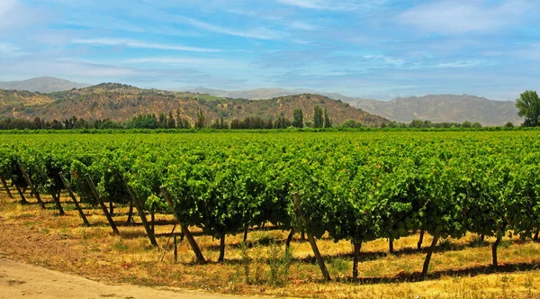 Hermoso Paisaje Del Valle Con Viñedo Verde Colinas Cielo Azul — Foto de Stock