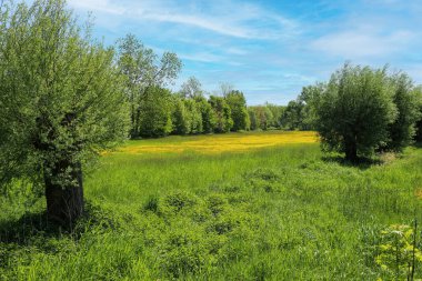 Beautiful rural typical lower rhine landscape, green meadow, pollard willow trees, yellow buttercup flowers field, blue summer sky, sun rays - Viersen, Germany