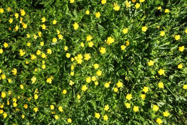 Bir sürü çiçekli izole edilmiş yeşil çayır (Ranunculus) çiçekleri.