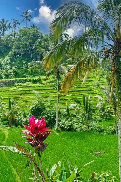 Beautiful Asian Balinese Valley Landscape Green Rice Terraces Forest Palm — Stock Photo, Image