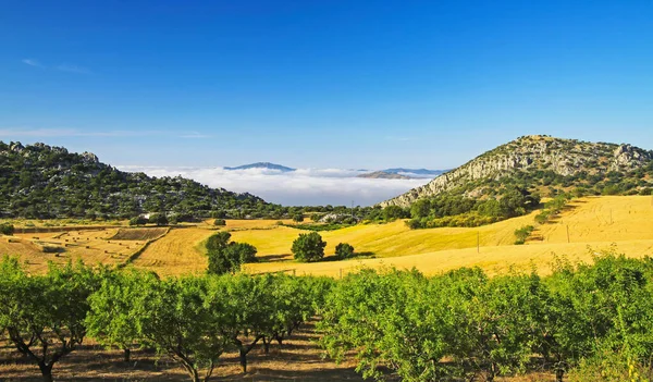 Piękna Wiejska Cicha Żółta Dolina Krajobrazu Gaj Oliwny Wzgórza Morze — Zdjęcie stockowe