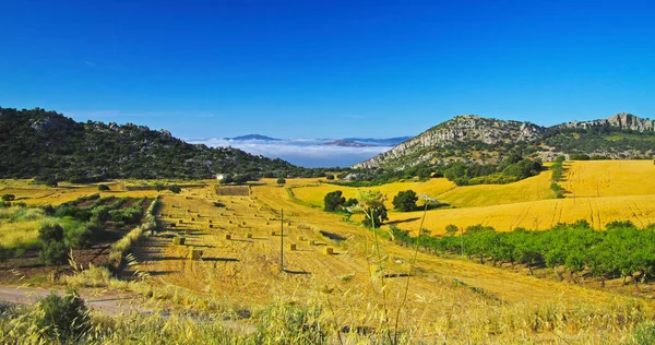 Piękna Wiejska Cicha Żółta Dolina Krajobrazu Gaj Oliwny Wzgórza Morze — Zdjęcie stockowe