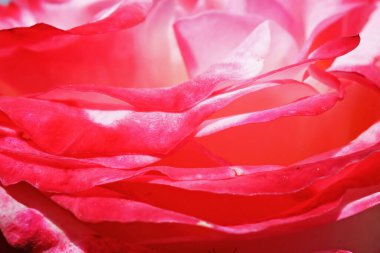 Çiçek arkaplanı için pürüzsüz, yumuşak, parlak kırmızı, pembe, beyaz gül yapraklarının Macro yakın çekimi