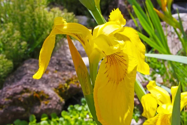 Primer Plano Del Iris Aislado Del Pantano Amarillo Flor Iris —  Fotos de Stock