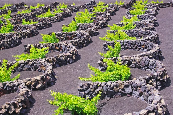 Виноробна Зона Вулканічному Попелі Суха Напівкруглими Природними Чорними Кам Яними — стокове фото