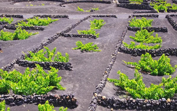 Wine Growing Area Volcanic Ash Dry Ground Rectangular Stone Walls Stock Photo