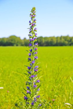 Yeşil kırsal alanda yaban yosunlarının (echium vulgare) izole edilmiş uzun mavi çiçekleri, mavi yaz gökyüzü - Maasduinen NP, Hollanda