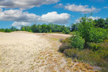 Güzel Hollanda manzarası, sürüklenen kum tepeleri, yeşil orman ağaçları, mavi yaz gökyüzü kabarık bulutları - Maasduinen NP, Hollanda