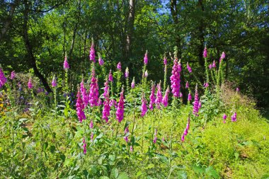 Hollanda 'nın Maasduinen NP bölgesindeki yeşil çayırlarda çiçek açan güzel mor yüksükotu çiçekleri (digitalis purpurea)