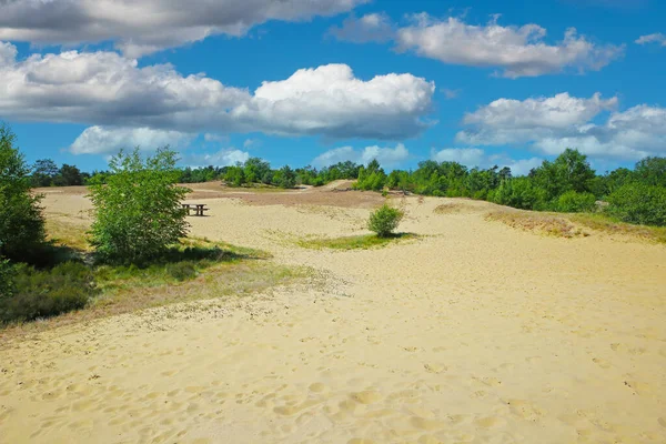 Prachtig Hollands Landschap Drijvend Zandduinplateau Groene Bosbomen Blauwe Zomerhemel Pluizige — Stockfoto