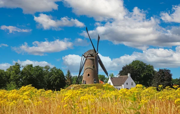 Beautiful Dutch Rural Countryside Landscape Field Yellow Flowers Traditional Windmill —  Fotos de Stock