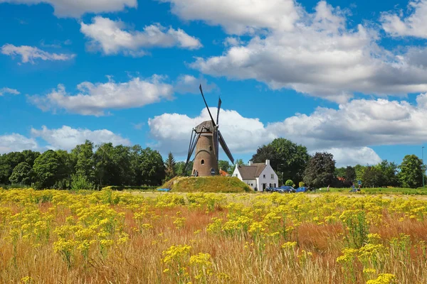 Beautiful Dutch Rural Countryside Landscape Field Yellow Flowers Traditional Windmill —  Fotos de Stock