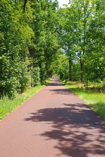 Beautiful Idyllic Red Cycling Bike Path Green Forest Dutch Water — Stockfoto