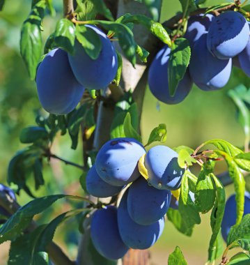 Closeup of ripe blue european plums (prunus domestica) hanging in green tree branches - Germany, August