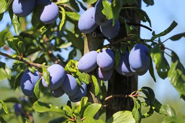 Closeup of ripe blue european plums (prunus domestica) hanging in green tree branches - Germany, August