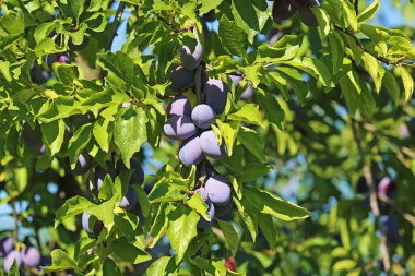 Closeup of ripe blue european plums (prunus domestica) hanging in green tree branches - Germany, August