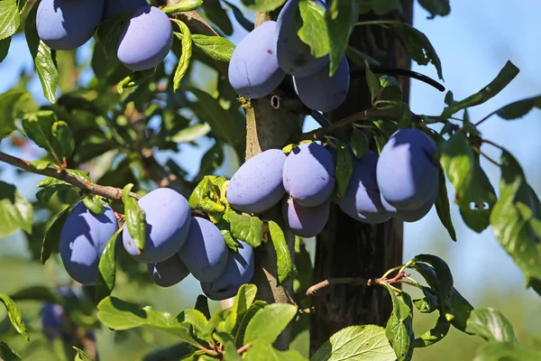 Closeup Ripe Blue European Plums Prunus Domestica Hanging Green Tree — 图库照片
