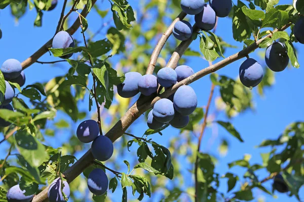 Closeup Ripe Blue European Plums Prunus Domestica Hanging Green Tree — 图库照片