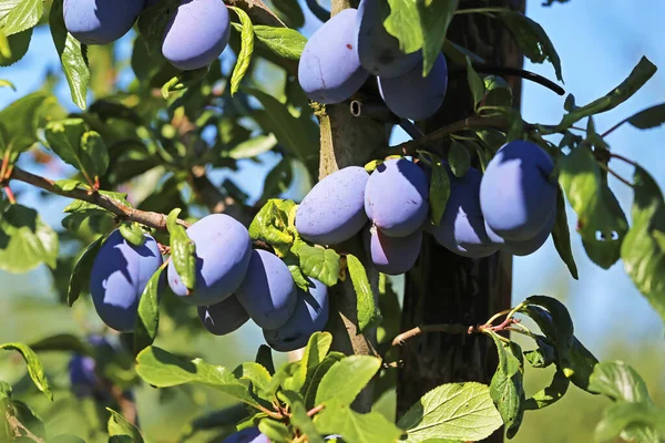 Closeup Ripe Blue European Plums Prunus Domestica Hanging Green Tree — 图库照片
