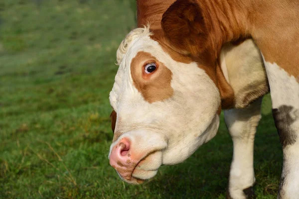 Gros Plan Une Drôle Vache Tachetée Brune Blanche Regardant Obliquement — Photo