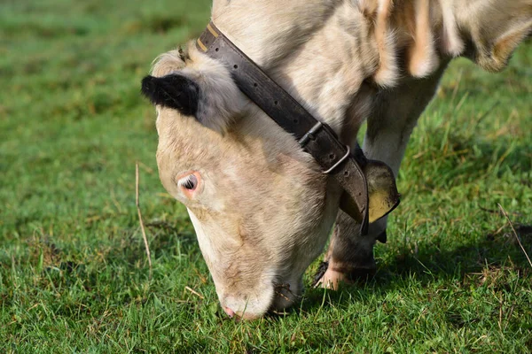 靠近一头白色的奶牛 它在绿色的牧场上吃草 脖子上挂着一个牛仔铃铛 — 图库照片