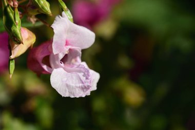 Hindistan balsam çiçeğinin (Impatiens glandulifera) doğadaki yeşil arka plana yakın plan