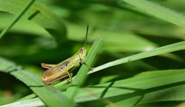 Küçük yeşil bir cırcır böceği yeşil çimenlerin arasına gizlenmiş.