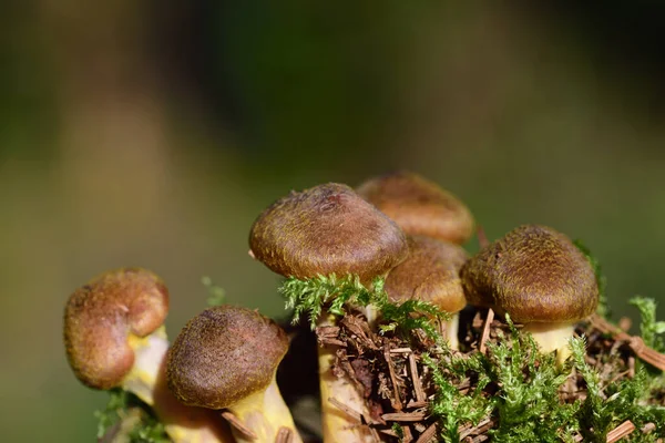 Close-up of a group of forest mushrooms growing in the moss against a green background