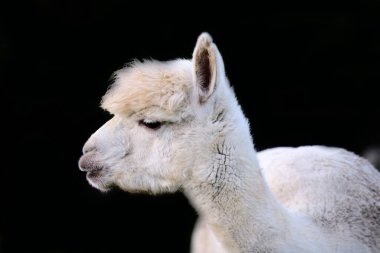 Siyah arkaplana karşı beyaz alpaka portresi