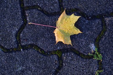 Yağmurdan sonra, sarı bir akçaağaç yaprağı gri kaldırım taşlarının üzerinde yatar ve yukarıdan fotoğraflanır.