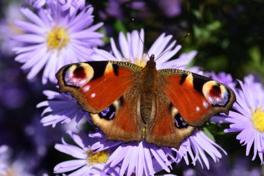 Renkli bir kelebeğin, tavus kuşu bir kelebeğin, yeşil bir arka planda mor bir çiçeğin üzerinde otururken