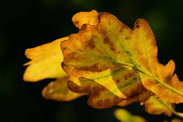 Herbst Leuchten Alte Eichenblätter Vor Dunklem Hintergrund — Stockfoto