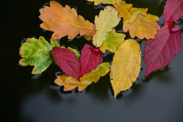 Bunte Blätter Von Bäumen Schweben Herbst Auf Der Oberfläche Des — Stockfoto