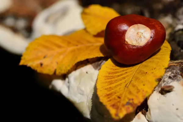 Großaufnahme Einer Rosskastanie Die Auf Gelben Herbstblättern Auf Einem Pilzbaum — Stockfoto