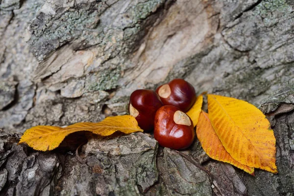 Tres Castañas Caballo Yacen Sobre Hojas Amarillas Otoño Sobre Una —  Fotos de Stock