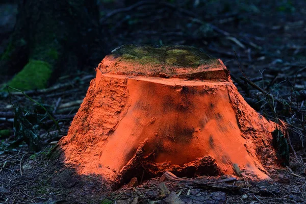 Пень Дерева Распыляемый Светящейся Краской Стоит Темном Лесу Темном Фоне — стоковое фото