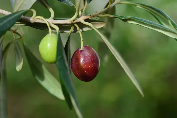 Nahaufnahme Einer Unreifen Grünen Und Einer Reifen Dunklen Olive Die — Stockfoto