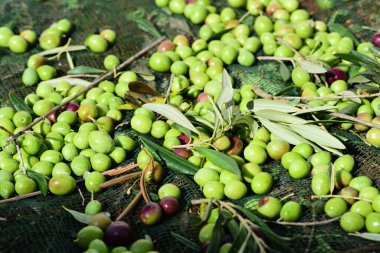 Sicilya 'da taze toplanmış zeytinler bir ağ üzerinde yan yana uzanıyorlar.