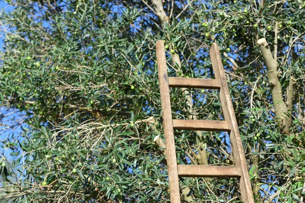 사다리가 올리브 나무의 줄기에 기대어 있는데 올리브가 가지에 매달려 이탈리아의 — 스톡 사진