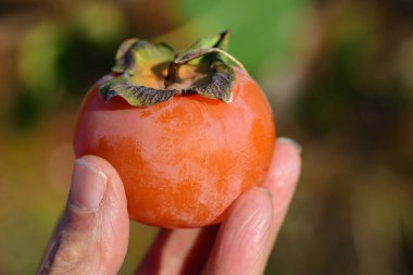 Meyve tutan bir elin yakınına, hurma, açık havada, yeşil arka planda.