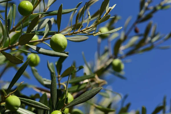 Sonbaharda yeşil yapraklı ve yeşil zeytinli zeytin dalları açık havada mavi gökyüzüne karşı.
