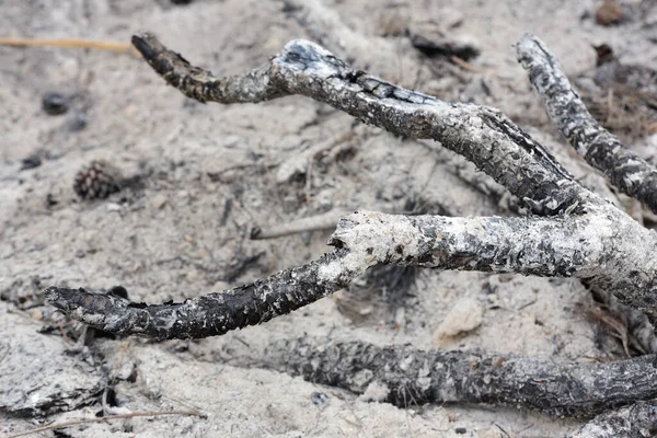 Des Brindilles Carbonisées Sur Tas Cendres Froides Après Feu Ait — Photo