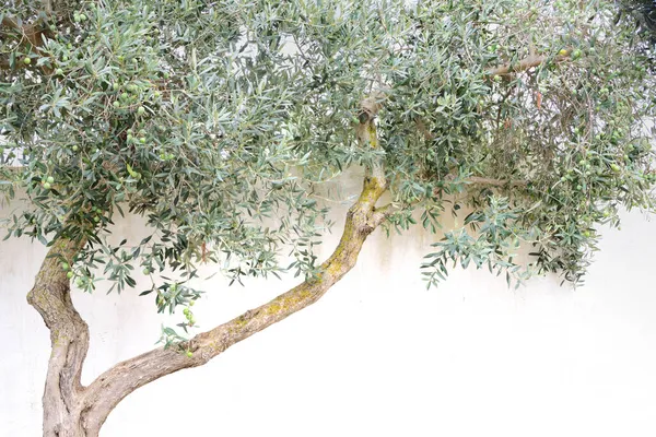 Solmuş yaşlı bir zeytin ağacı beyaz bir duvarın önünde duruyor, yazı için yeri var.