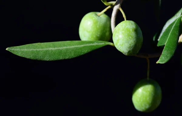 Close Azeitonas Verdes Ainda Não Maduras Ramo Azeitona Contra Fundo — Fotografia de Stock