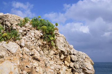 Bir sahilde, yaz aylarında mavi gökyüzüne karşı, çok fazla yiyecek olmadan, dirençli bitkilerin yetiştiği bir kaya vardır.