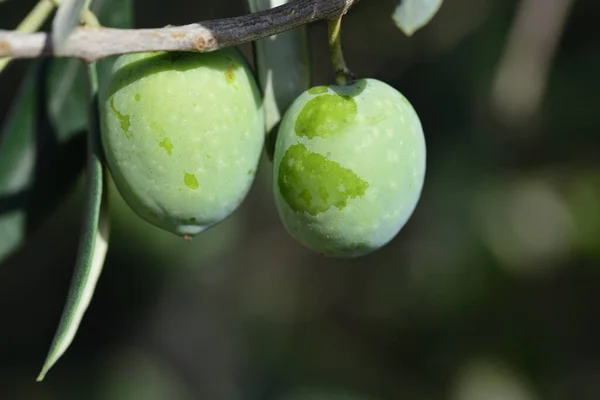 Großaufnahme Zweier Grüner Oliven Die Vor Grünem Hintergrund Einem Ast — Stockfoto