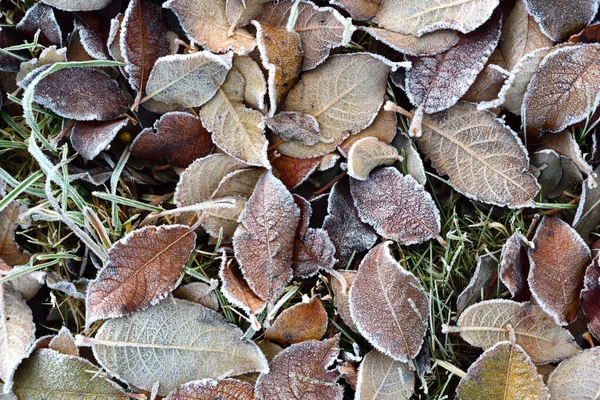 Background Texture Various Autumn Leaves Lying Ground Frozen — Stock Photo, Image