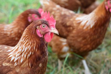 Diğer tavukların önündeki çayırda kahverengi evcil bir tavuk.